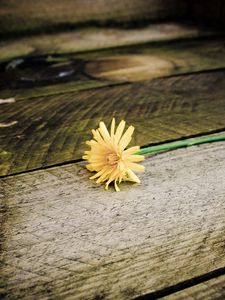 Preview wallpaper dandelion, flower, board, wood