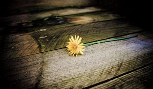 Preview wallpaper dandelion, flower, board, wood