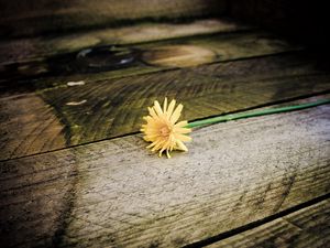 Preview wallpaper dandelion, flower, board, wood