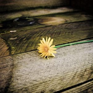 Preview wallpaper dandelion, flower, board, wood