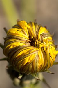 Preview wallpaper dandelion, flower, bud, close-up