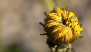 Preview wallpaper dandelion, flower, bud, close-up