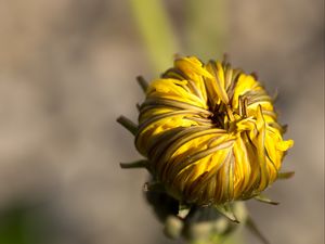 Preview wallpaper dandelion, flower, bud, close-up