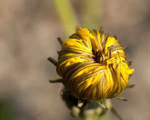 Preview wallpaper dandelion, flower, bud, close-up