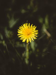 Preview wallpaper dandelion, flower, bud, yellow