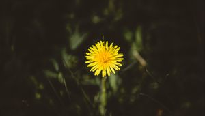 Preview wallpaper dandelion, flower, bud, yellow