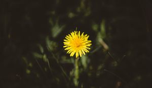 Preview wallpaper dandelion, flower, bud, yellow