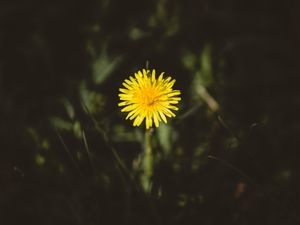 Preview wallpaper dandelion, flower, bud, yellow