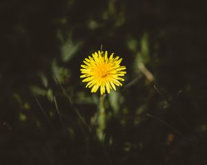 Preview wallpaper dandelion, flower, bud, yellow