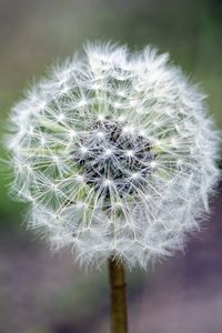 Preview wallpaper dandelion, flower, down, stem