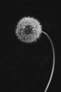 Preview wallpaper dandelion, flower, down, bw