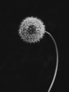 Preview wallpaper dandelion, flower, down, bw