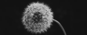 Preview wallpaper dandelion, flower, down, bw