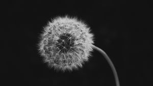 Preview wallpaper dandelion, flower, down, bw