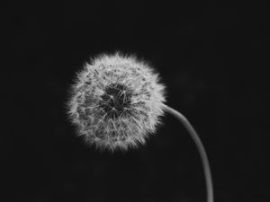 Preview wallpaper dandelion, flower, down, bw