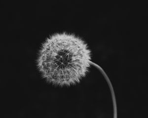 Preview wallpaper dandelion, flower, down, bw