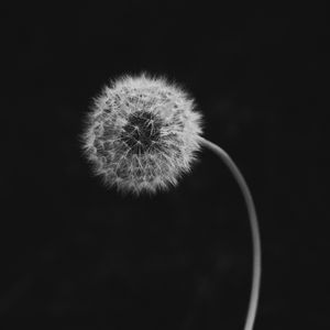 Preview wallpaper dandelion, flower, down, bw