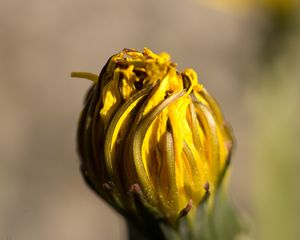 Preview wallpaper dandelion, flower, dry, close-up