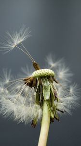 Preview wallpaper dandelion, flower, feathers, stems