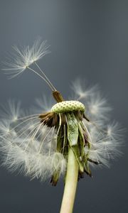 Preview wallpaper dandelion, flower, feathers, stems