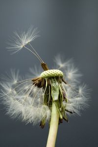 Preview wallpaper dandelion, flower, feathers, stems