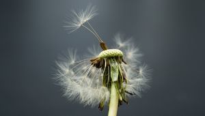 Preview wallpaper dandelion, flower, feathers, stems