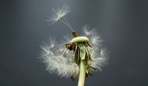 Preview wallpaper dandelion, flower, feathers, stems