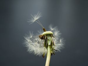 Preview wallpaper dandelion, flower, feathers, stems