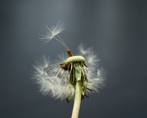 Preview wallpaper dandelion, flower, feathers, stems