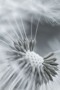 Preview wallpaper dandelion, flower, feathers, seeds, black and white