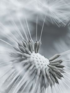 Preview wallpaper dandelion, flower, feathers, seeds, black and white