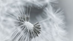 Preview wallpaper dandelion, flower, feathers, seeds, black and white