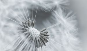 Preview wallpaper dandelion, flower, feathers, seeds, black and white