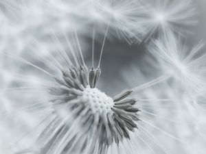 Preview wallpaper dandelion, flower, feathers, seeds, black and white