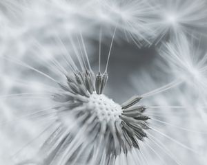 Preview wallpaper dandelion, flower, feathers, seeds, black and white