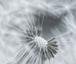 Preview wallpaper dandelion, flower, feathers, seeds, black and white