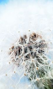 Preview wallpaper dandelion, flower, feathers, blue