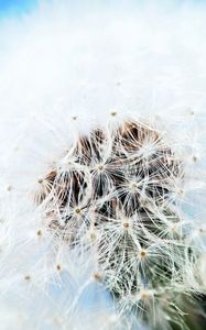 Preview wallpaper dandelion, flower, feathers, blue