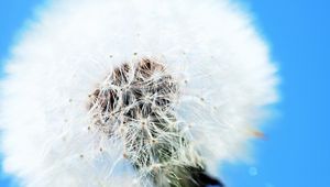 Preview wallpaper dandelion, flower, feathers, blue