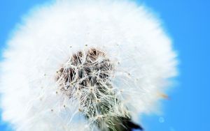 Preview wallpaper dandelion, flower, feathers, blue