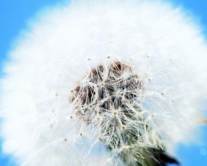 Preview wallpaper dandelion, flower, feathers, blue