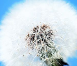 Preview wallpaper dandelion, flower, feathers, blue