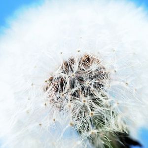 Preview wallpaper dandelion, flower, feathers, blue