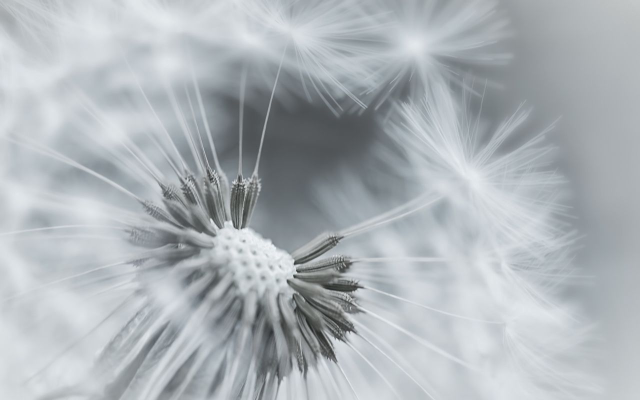 dandelion black and white wallpaper