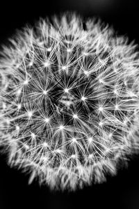 Preview wallpaper dandelion, flower, fluff, black and white, macro