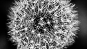 Preview wallpaper dandelion, flower, fluff, black and white, macro