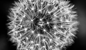 Preview wallpaper dandelion, flower, fluff, black and white, macro