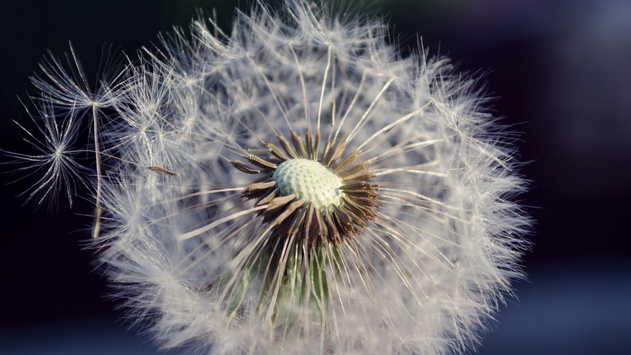 Wallpaper dandelion, flower, fluff