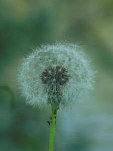 Preview wallpaper dandelion, flower, fluff