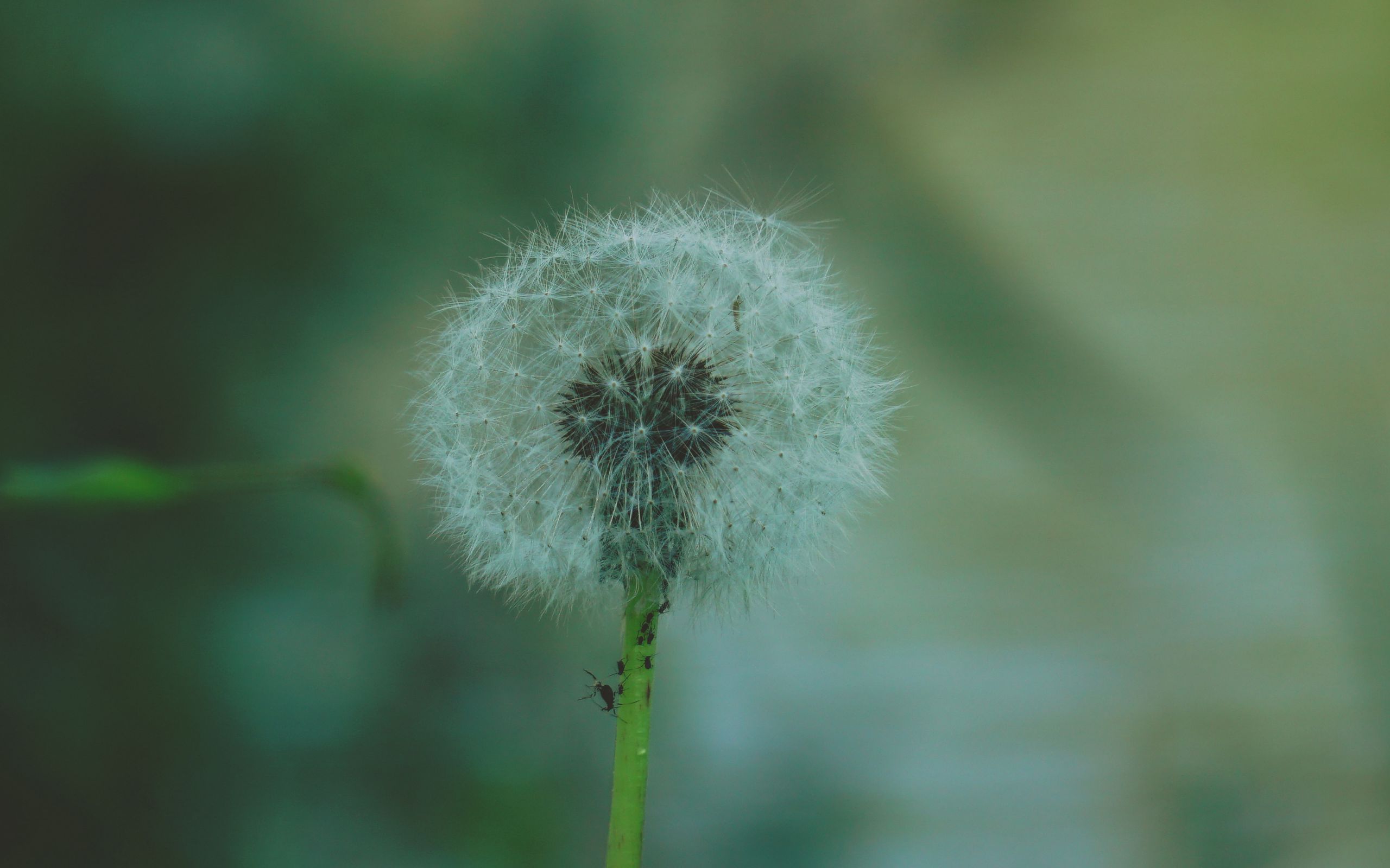 Download wallpaper 2560x1600 dandelion, flower, fluff widescreen 16:10